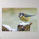 Search for wild bird Snow