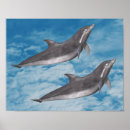 Search for cute dolphin posters Fish