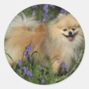 Search for spitz stickers Panting