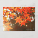 Search for red maple photography Nature