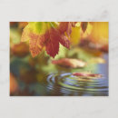 Search for wet postcards Plant