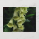 Search for foxglove flower postcards Floral