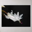 Search for christmas cactus posters White