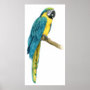 Search for macaws posters Animal
