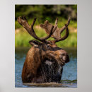Search for chuck haney posters Moose