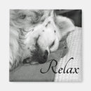 Search for dog sleeping magnets Puppy