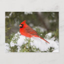 Search for juniper cards Cardinal