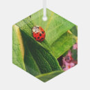 Search for ladybug christmas tree decorations Leaf