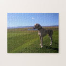 Search for great dane dog puzzles Pet
