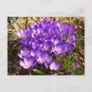 Search for crocuses postcards Flower