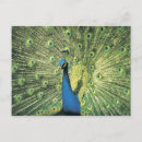 Search for display postcards Outdoors