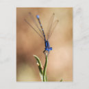 Search for damselfly postcards Wings