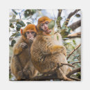 Search for cute monkey gifts Animal