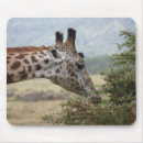 Search for acacia mousepads Africa
