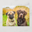 Search for dog friend postcards Pug