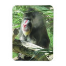 Search for monkey pic magnets For kids