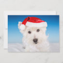 Search for beard christmas cards Cute dogs