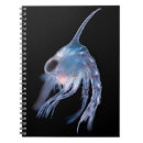 Search for plankton Microscope