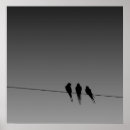Search for blackbirds posters Dark