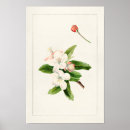 Search for crab apple Malus