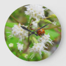 Search for ladybug clocks Nature