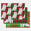 Search for american eskimo gift wrap Spitz