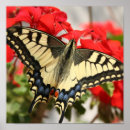 Search for anise posters Swallowtail
