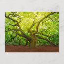 Search for angel oak tree United states