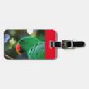 Search for eclectus parrot Parrots