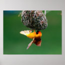 Search for weavers posters Animal