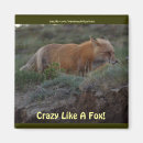 Search for vixen magnets Wildlife
