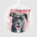 Search for american bulldog Dogs