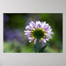 Search for backlit posters Flower