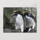Search for macaroni postcards Wildlife