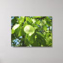 Search for birch trees canvas prints Green