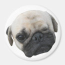Search for friend dog magnets Funny