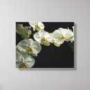 Search for white orchid canvas prints Digital