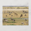 Search for zebra postcards Fauna
