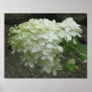 Search for white hydrangea White hydrangeas