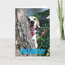 Search for humerous cards Dog