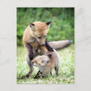 Search for kit postcards Animals in the wild
