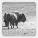 Search for bison landscape stickers Buffalo