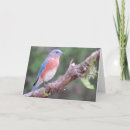 Search for bluebirds cards Eastern bluebird