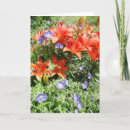 Search for lillies photography Nature