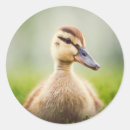 Search for duck photo stickers Outdoors