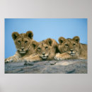 Search for lion posters African