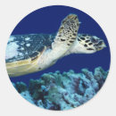 Search for box turtle photography Coral