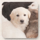 Search for cute babies coasters Dog