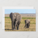 Search for africa thank you cards Maasai mara national reserve