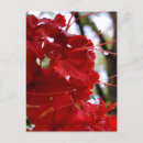 Search for red flower postcards Nature